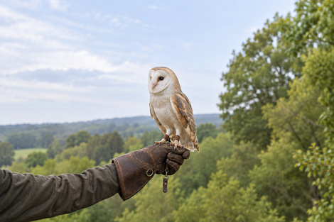Barn owl perched on a handler's glove